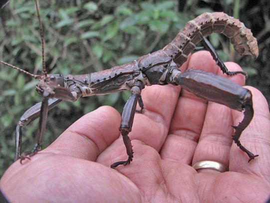 DRYOCOCELUS AUSTRALIS