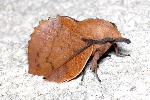 Gastropacha quercifolia