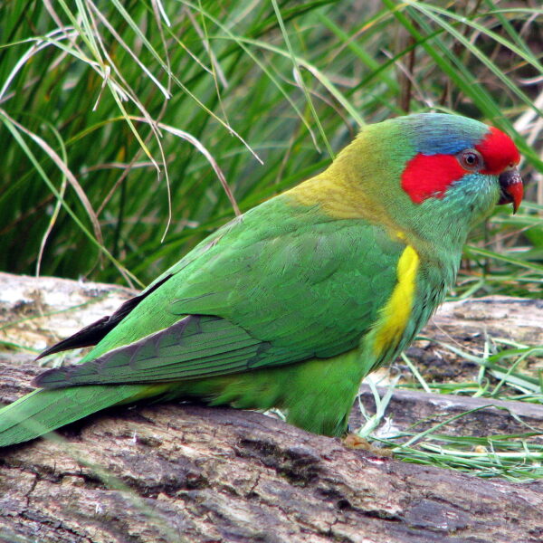 Glossopsitta concinna
