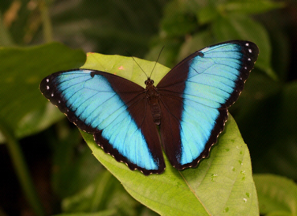 Morpho helenor