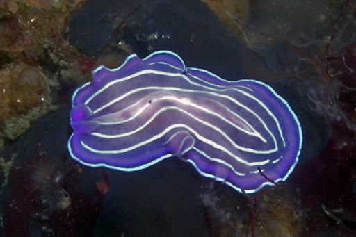 Prostheceraeus roseus (Da biologiamarina.org)