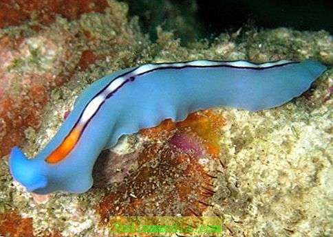 Pseudoceros bifurcus (Da wikipedia)