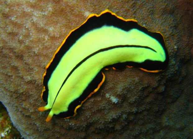 Pseudoceros dimidiatus (Da Wikipedia)