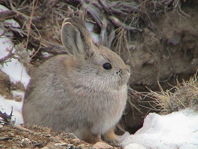 Pygmy Rabbit, (Brachylagus idahoensis), © Jim Witham