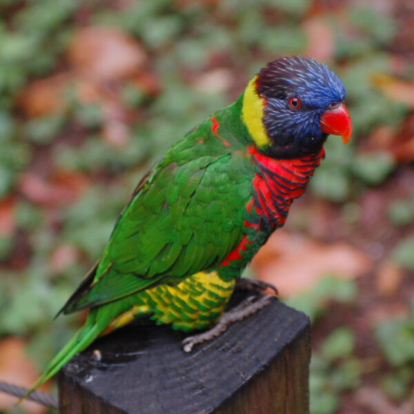 Trichoglossus haematodus